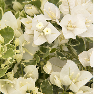 White Stripe Bougainvillea