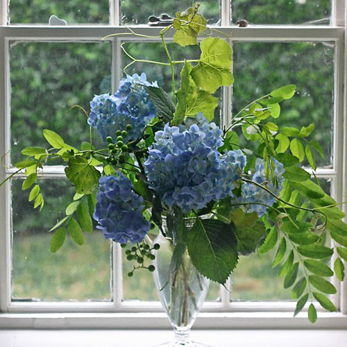 Image of Blue Enchantress Hydrangea in a Vase