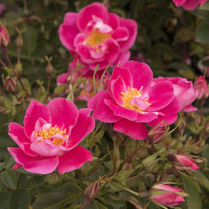 William Baffin Climbing Rose