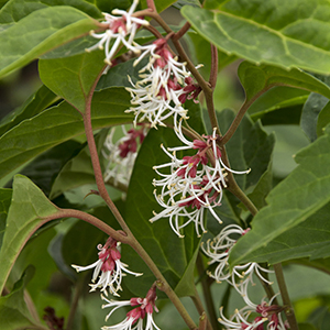 Windcliff Fragrant Pachysandra