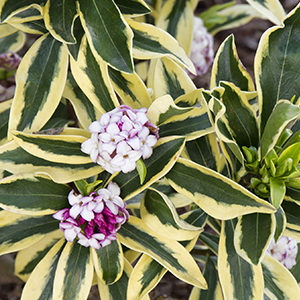 Moonlight Parfait® Winter Daphne