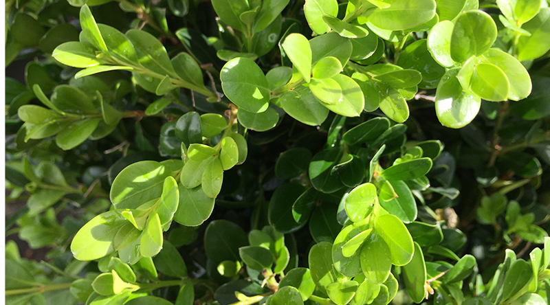 Winter Gem Boxwood