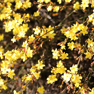 Winter Jasmine