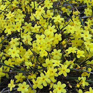 Winter Jasmine (Jasminum nudiflorum)