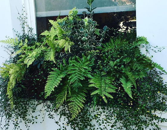 Dress Up The Porch With Ferns Be Inspired