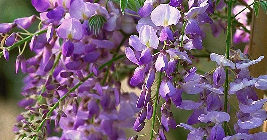 Wisteria