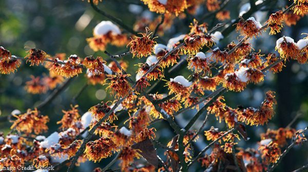 Winter-flowering fragrant shrubs