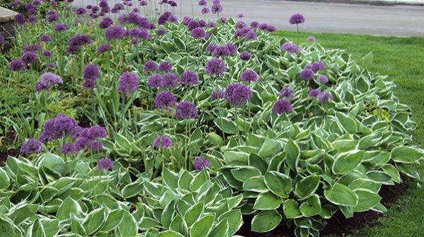 Combo of Hosta and Allium