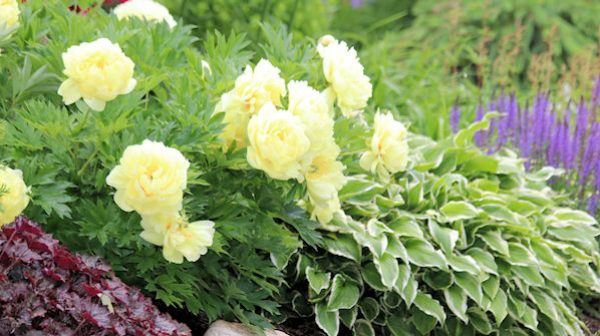 IN A MIXED PERENNIAL BORDER