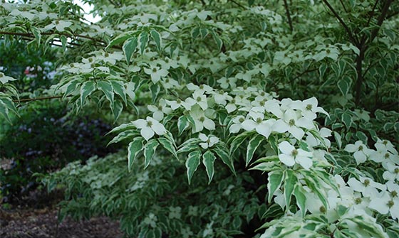 Spring Flowering Trees