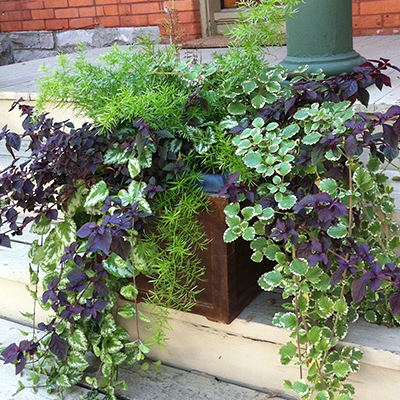 Dress Up The Porch With Ferns Be Inspired