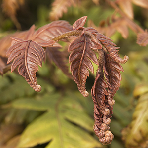 Jeweled Chain Fern