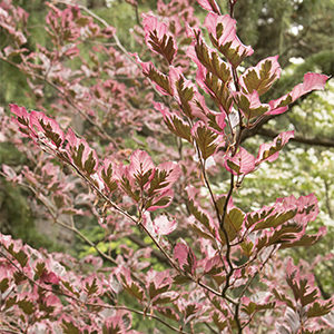 Tricolor European Beech