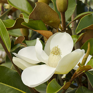 Bracken’s Brown Beauty Magnolia