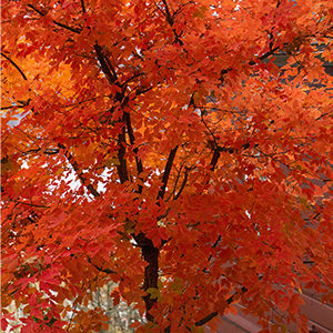 Paperbark Maple