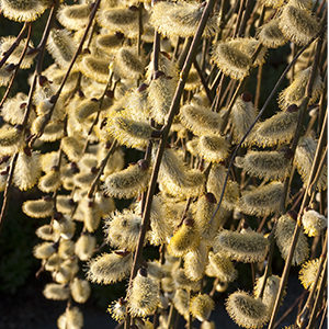 Kilmarnock Willow