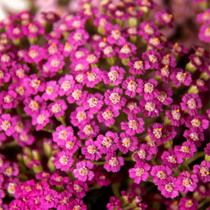 Oertel’s Rose Yarrow