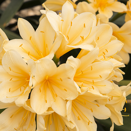 how to grow clivias in pots