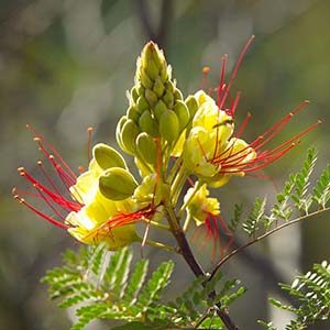 yellowflowercropped300x300-150x150@2x