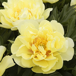 yellowpeony