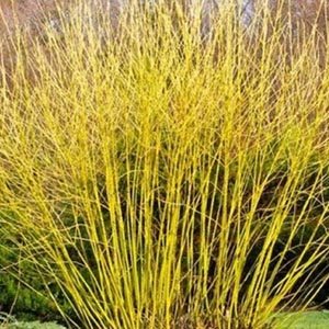 Yellow Twig Dogwood