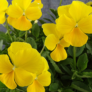 yellowviola