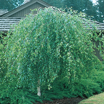 Young’s Weeping Birch