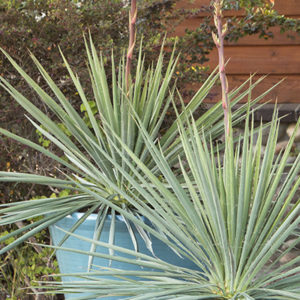 Ivory Tower Yucca