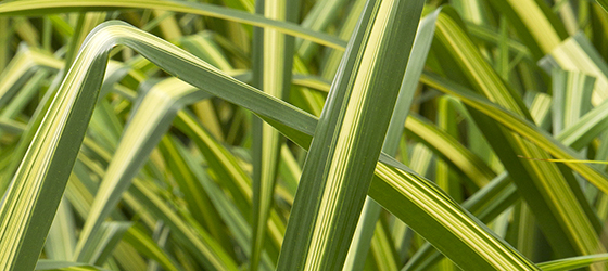 Golden Sword Yucca