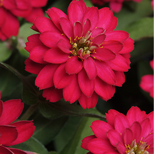 Double Zahara™ Zinnia