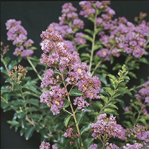 Zuni Crape Myrtle