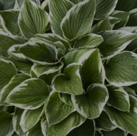 Francee Hosta garden-image-2