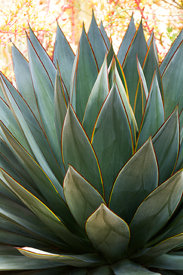 9282-Agave-Blue-Glow-Dymondia-ground-cover-rock-garden_6793M_360w