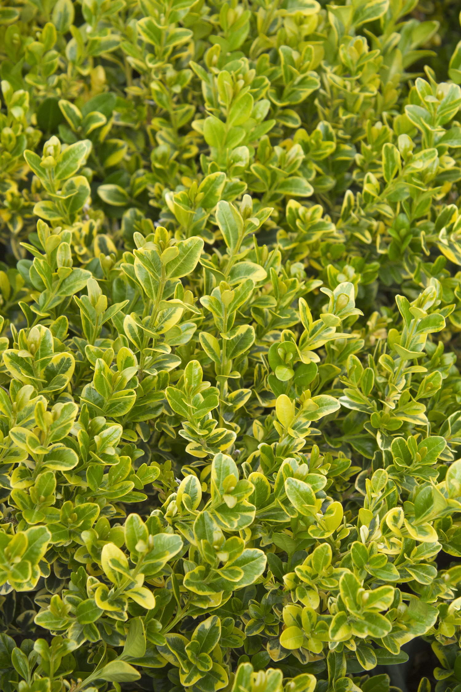 Golden Triumph Boxwood Monrovia Golden Triumph Boxwood 5219