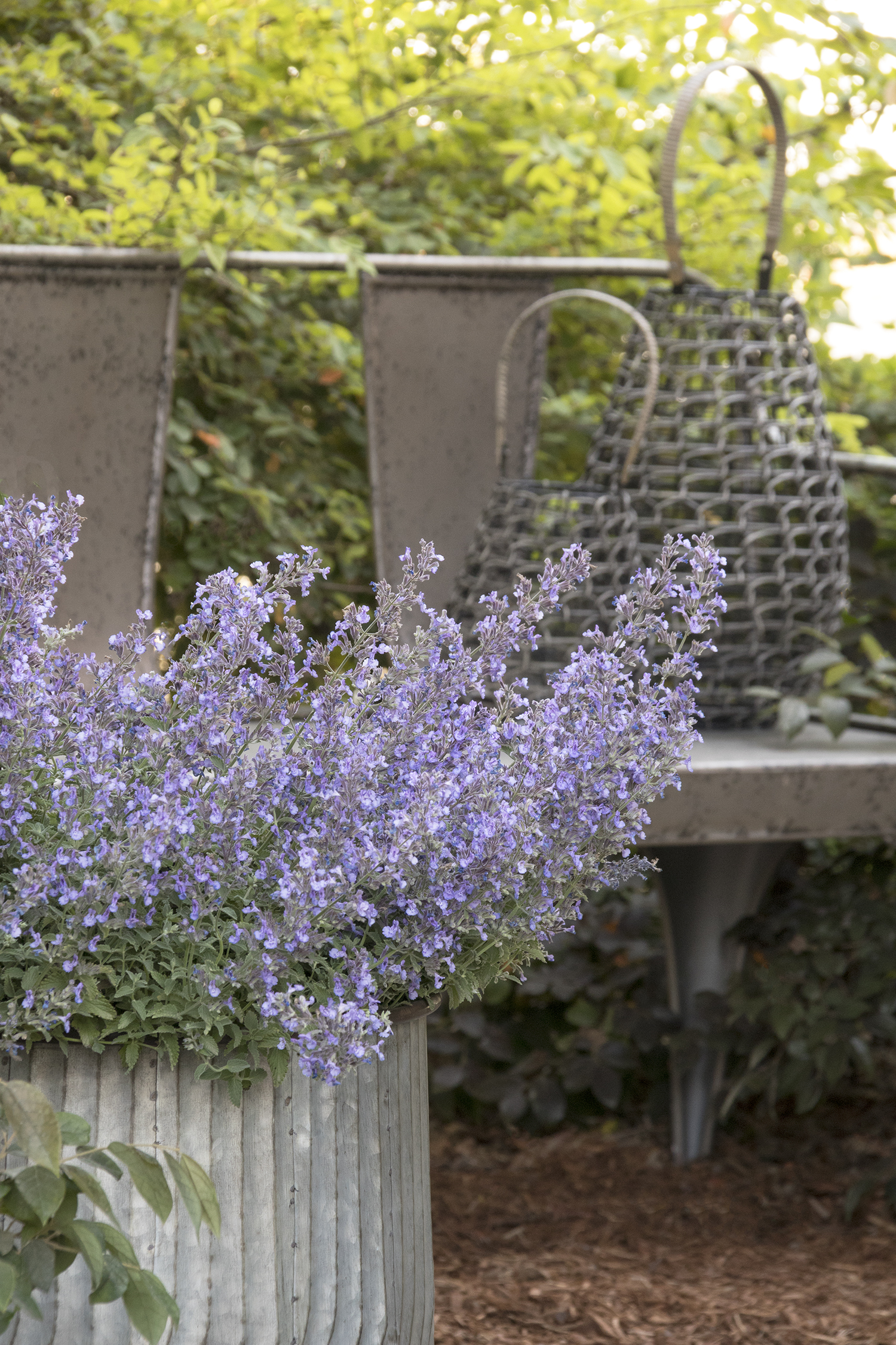 Junior Walker™ Catmint Monrovia Junior Walker™ Catmint