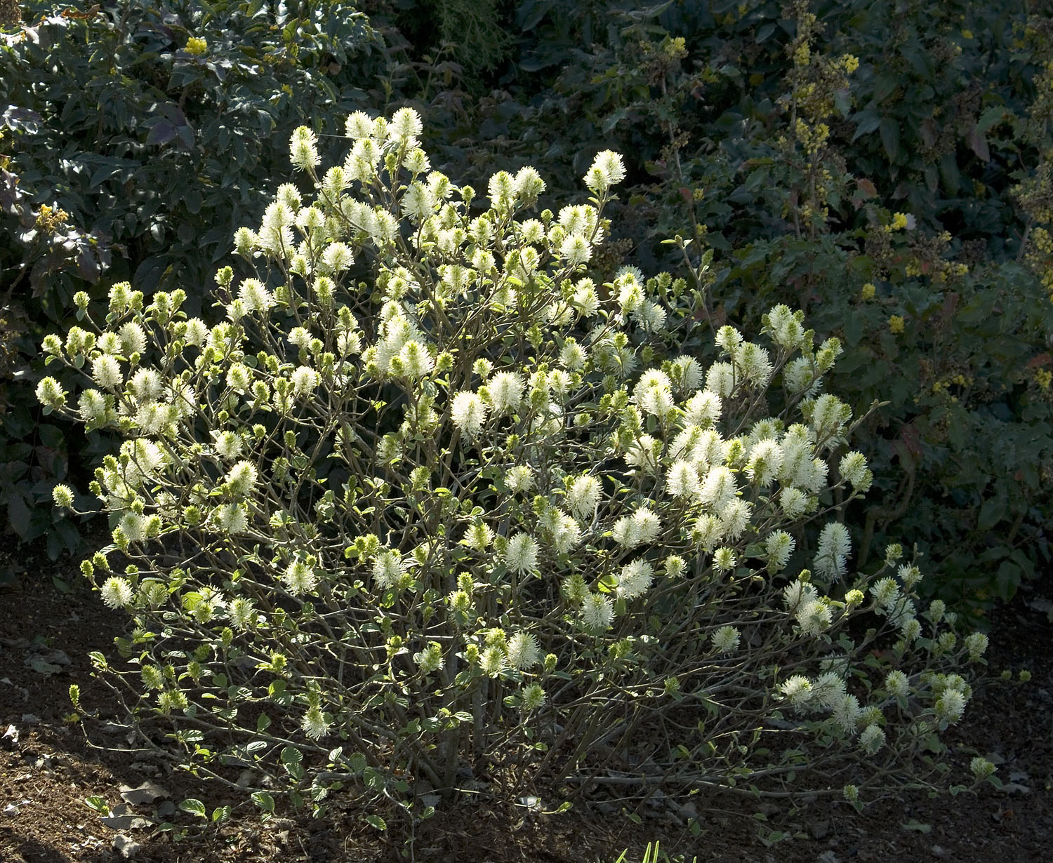 Mount Airy Fothergilla Monrovia Mount Airy Fothergilla