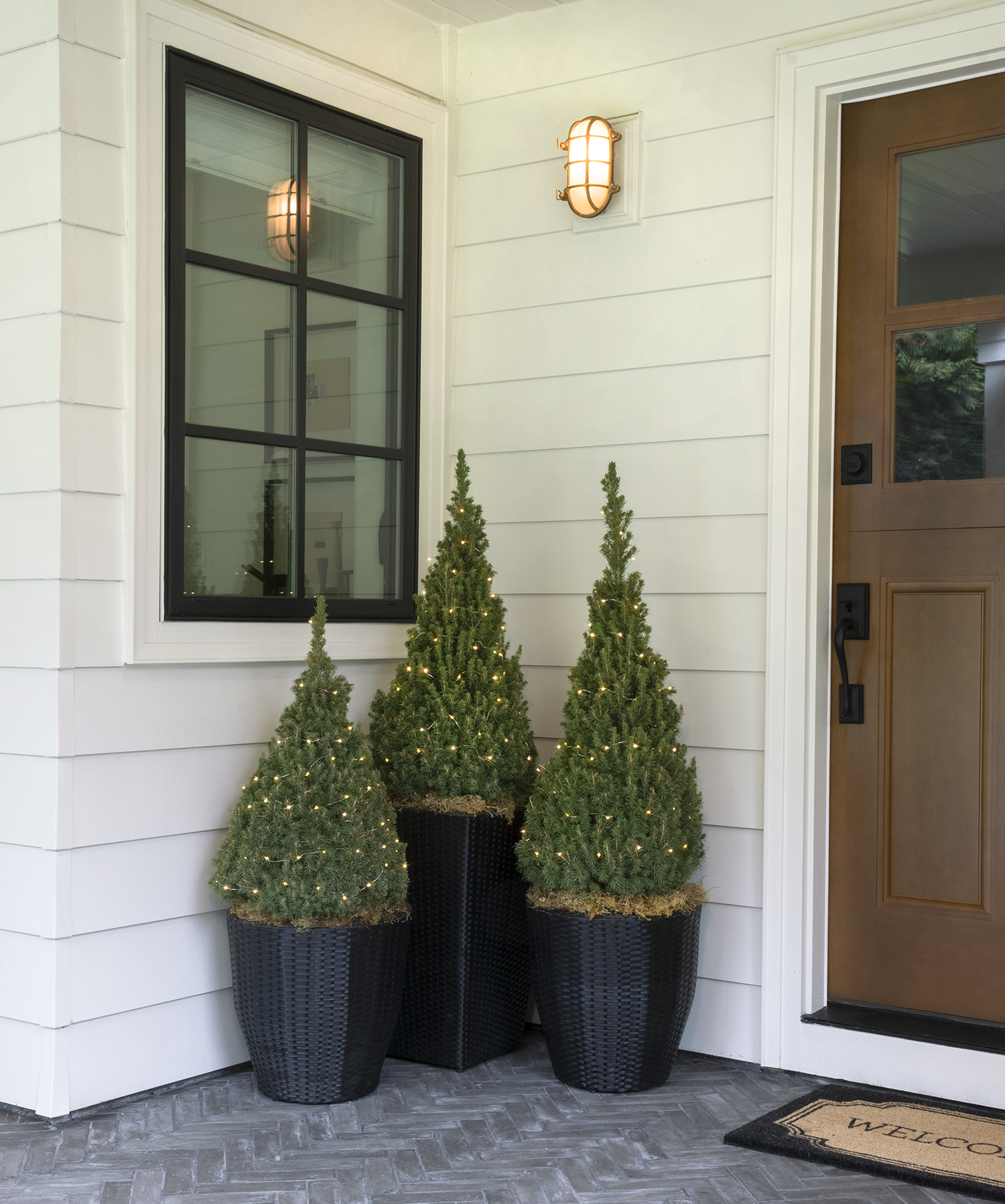 Dwarf Alberta Spruce Monrovia Dwarf Alberta Spruce