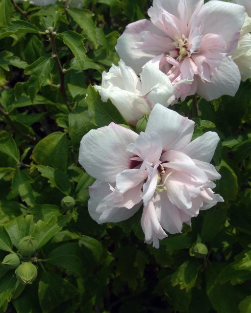 Blushing Bride Rose of Sharon - Monrovia - Blushing Bride Rose of Sharon