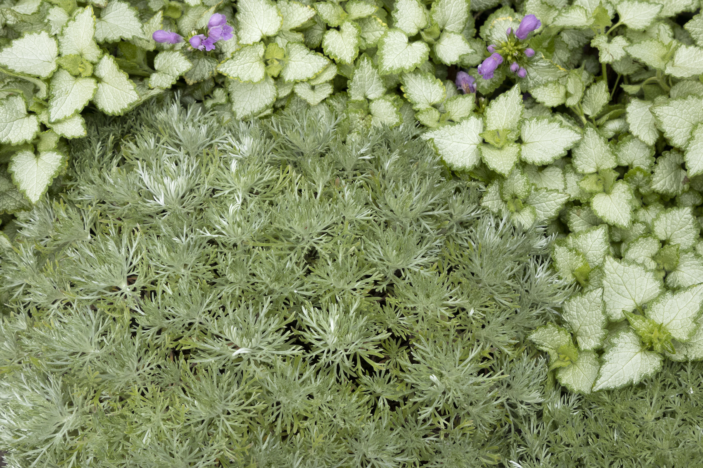 Полынь Шмидта Artemisia schmidtiana Silver Mound