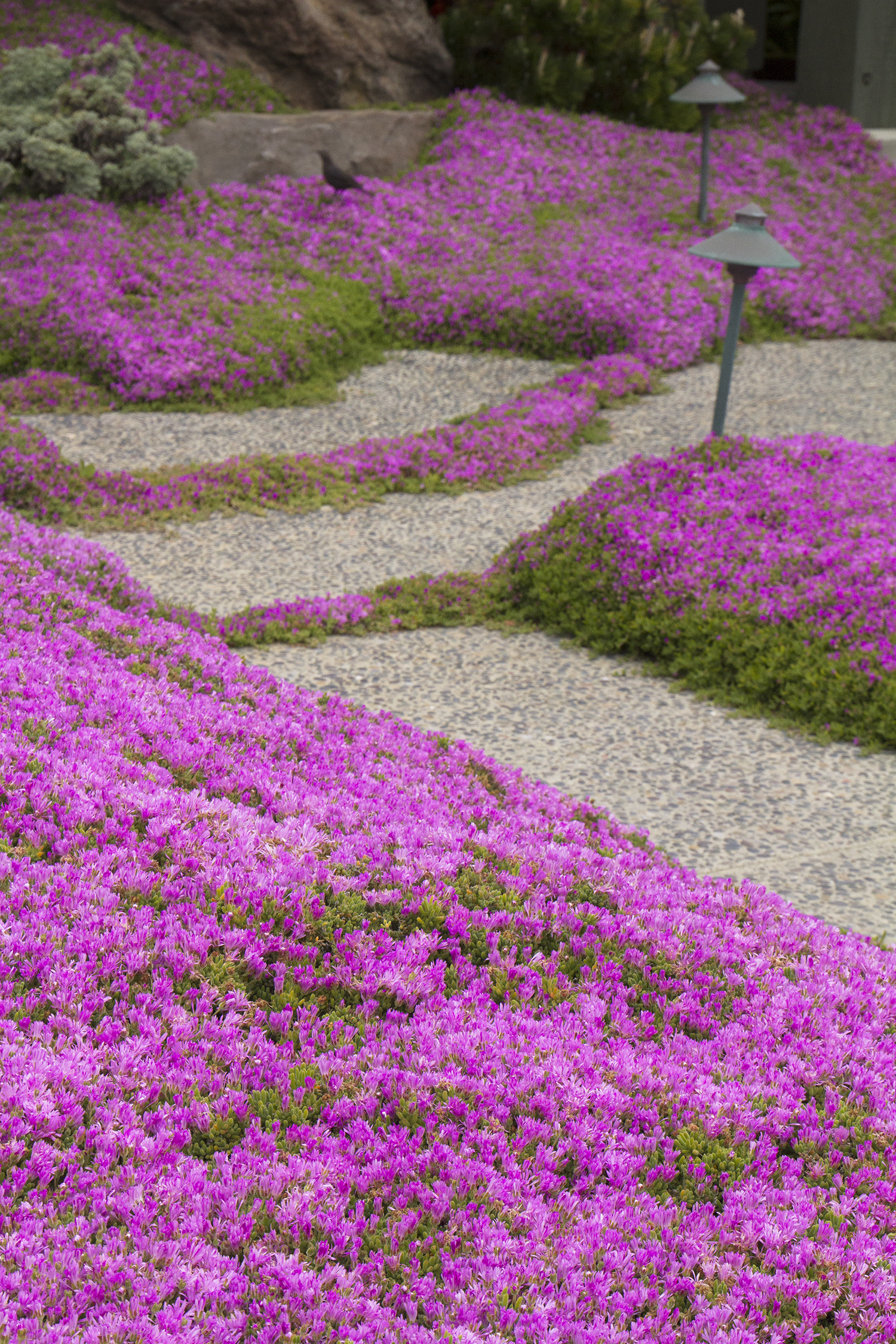 Hardy Ice Plant Monrovia Hardy Ice Plant Hardy Ice Plant Monrovia Hardy Ice Plant