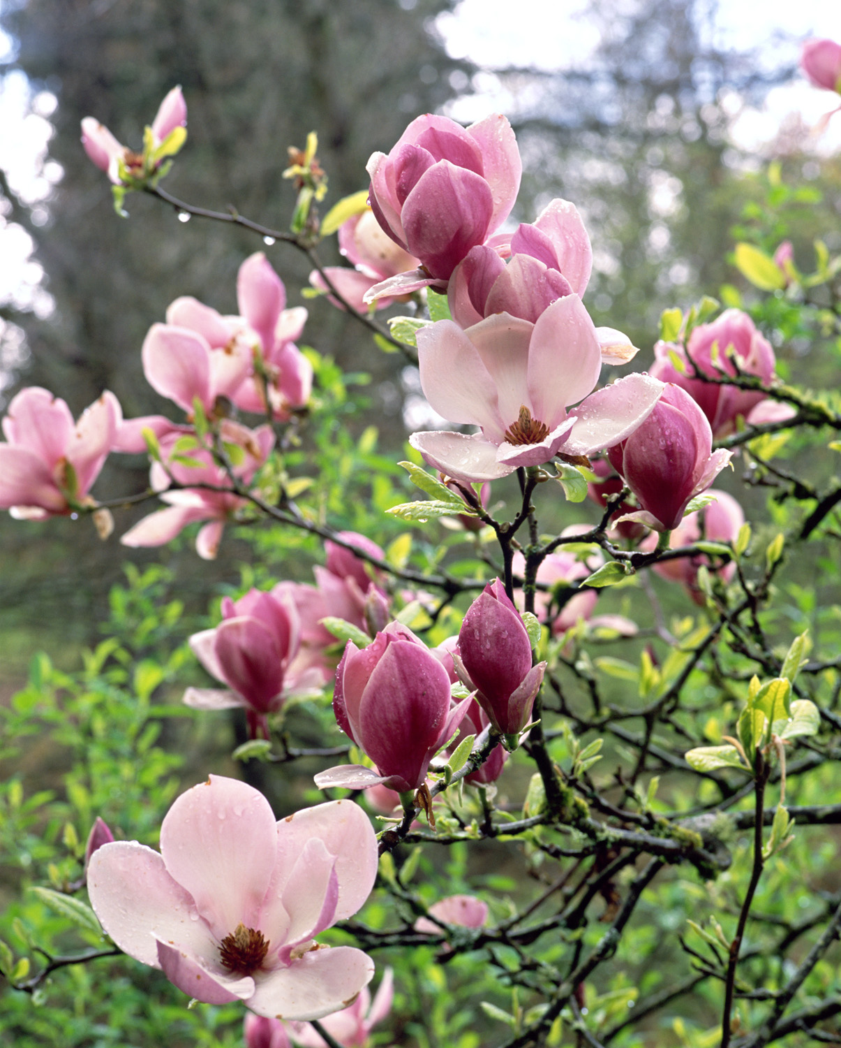 Multi-Colored DIMENSIONS Magnolias