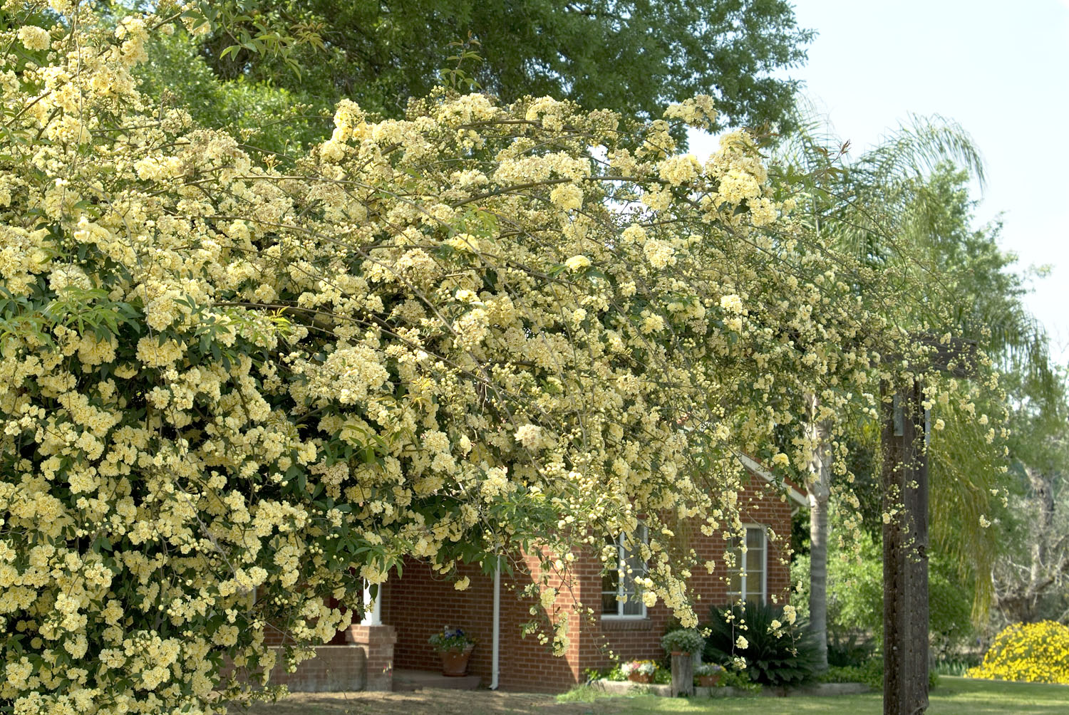 Yellow Lady Banks Climbing Rose - Monrovia - Yellow Lady Banks Climbing ...