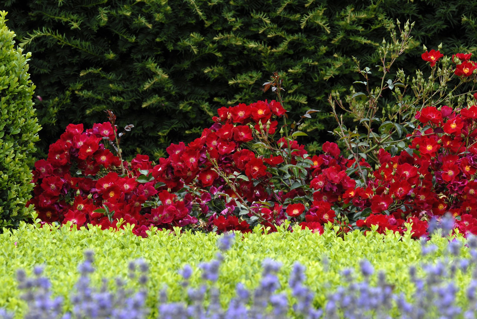 Flower Carpet® Red Groundcover Rose - Monrovia - Flower ...