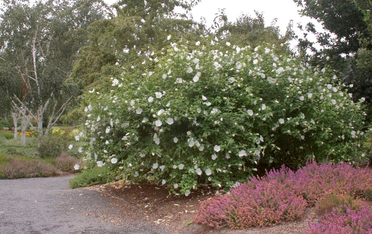 Rose Of Sharon Hibiscus Shrub White Diana Althea 1 2 Yard Garden Outdoor Living Plants Seeds Bulbs