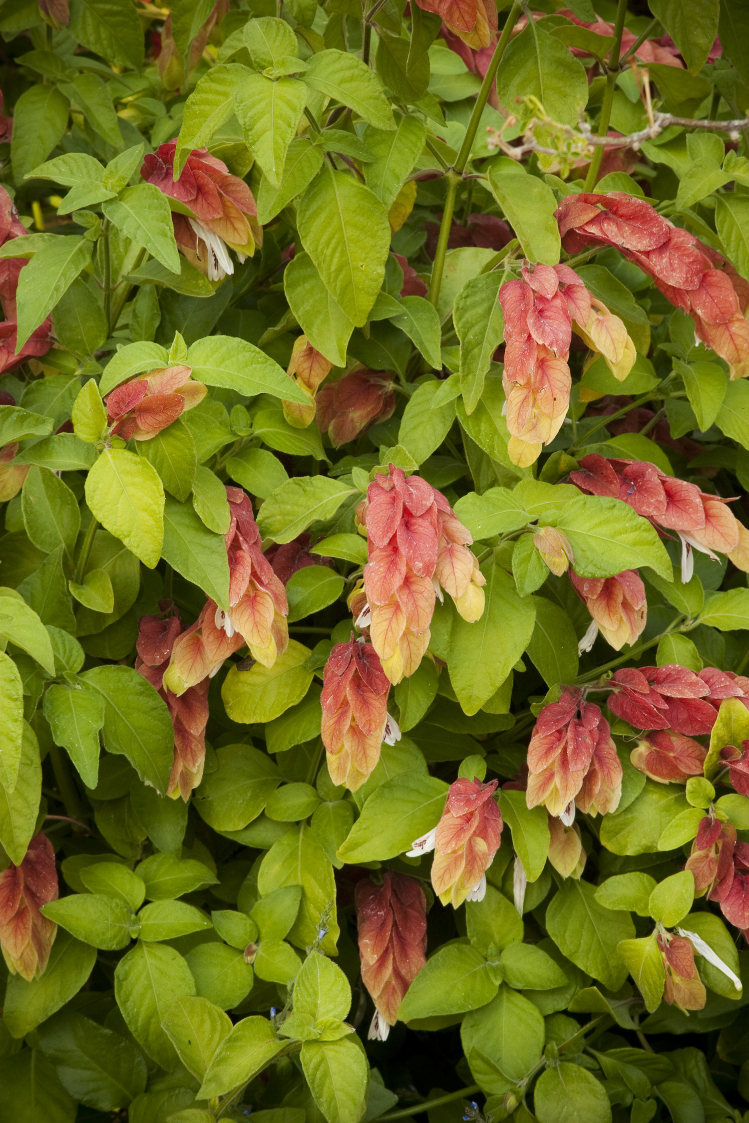 Shrimp Plant Monrovia Shrimp Plant