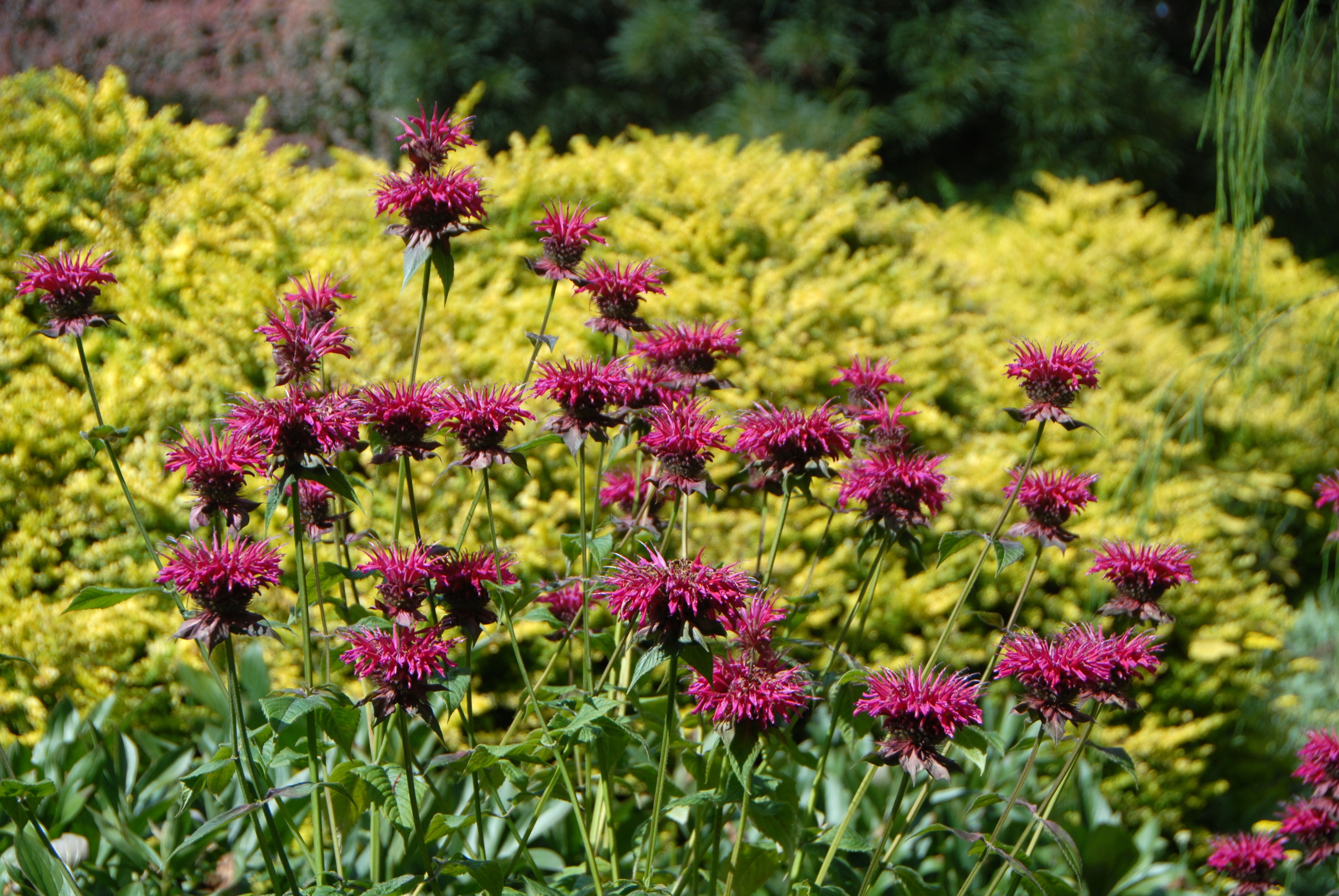 Raspberry Wine Bee Balm - Monrovia - Raspberry Wine Bee Balm