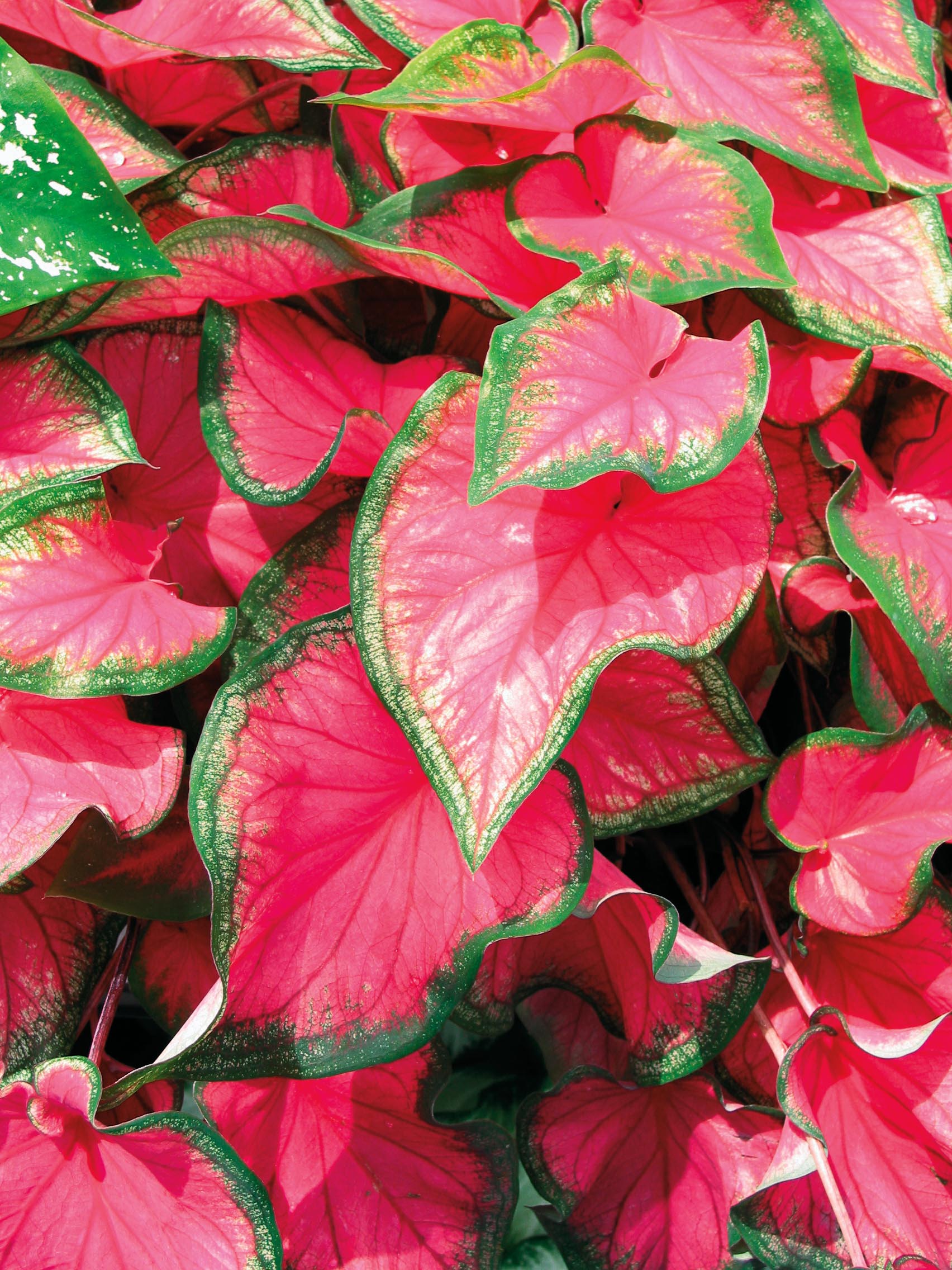 Sweetheart Caladium - Monrovia - Sweetheart Caladium