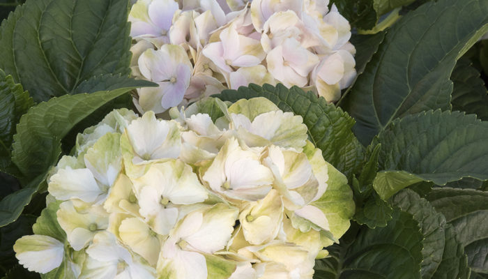41528-Hydrangea-macrophylla-Cape-Lookout-Seaside-Serenade_3547-resize 41528-Hydrangea-macrophylla-Cape-Lookout-Seaside-Serenade_3547-resize