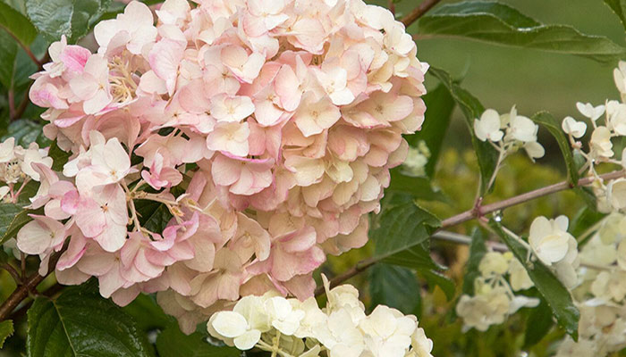 41832-Hydrangea-paniculata-'SMHPCW'-Strawberry-Shake_1413_preview-resize 41832-Hydrangea-paniculata-'SMHPCW'-Strawberry-Shake_1413_preview-resize