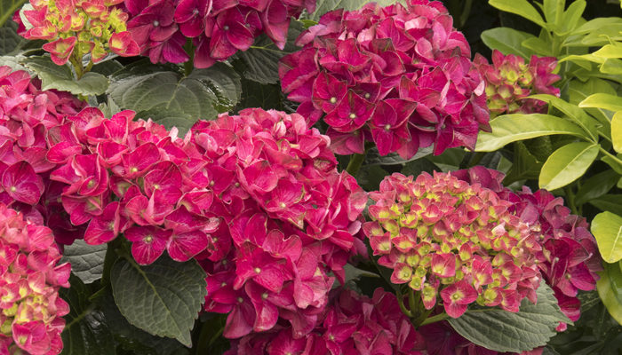 9665-Hydrangea-macrophylla-HORTHAT-10-56-51-SS-Cape-Hatteras_3978-resize 9665-Hydrangea-macrophylla-HORTHAT-10-56-51-SS-Cape-Hatteras_3978-resize